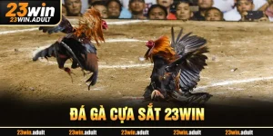 Đá Gà Cựa Sắt kubet 11 net - Trải Nghiệm Thắng Lớn Mỗi Ngày